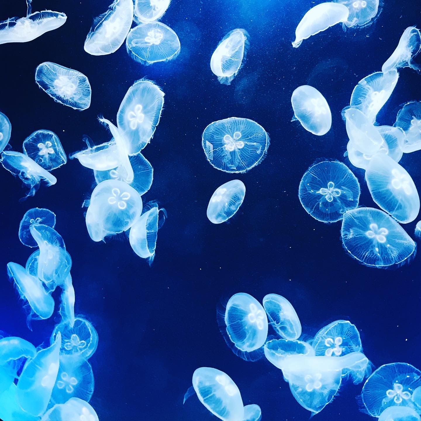 秋風曬柿 X PARK 華泰Outlet 2日遊