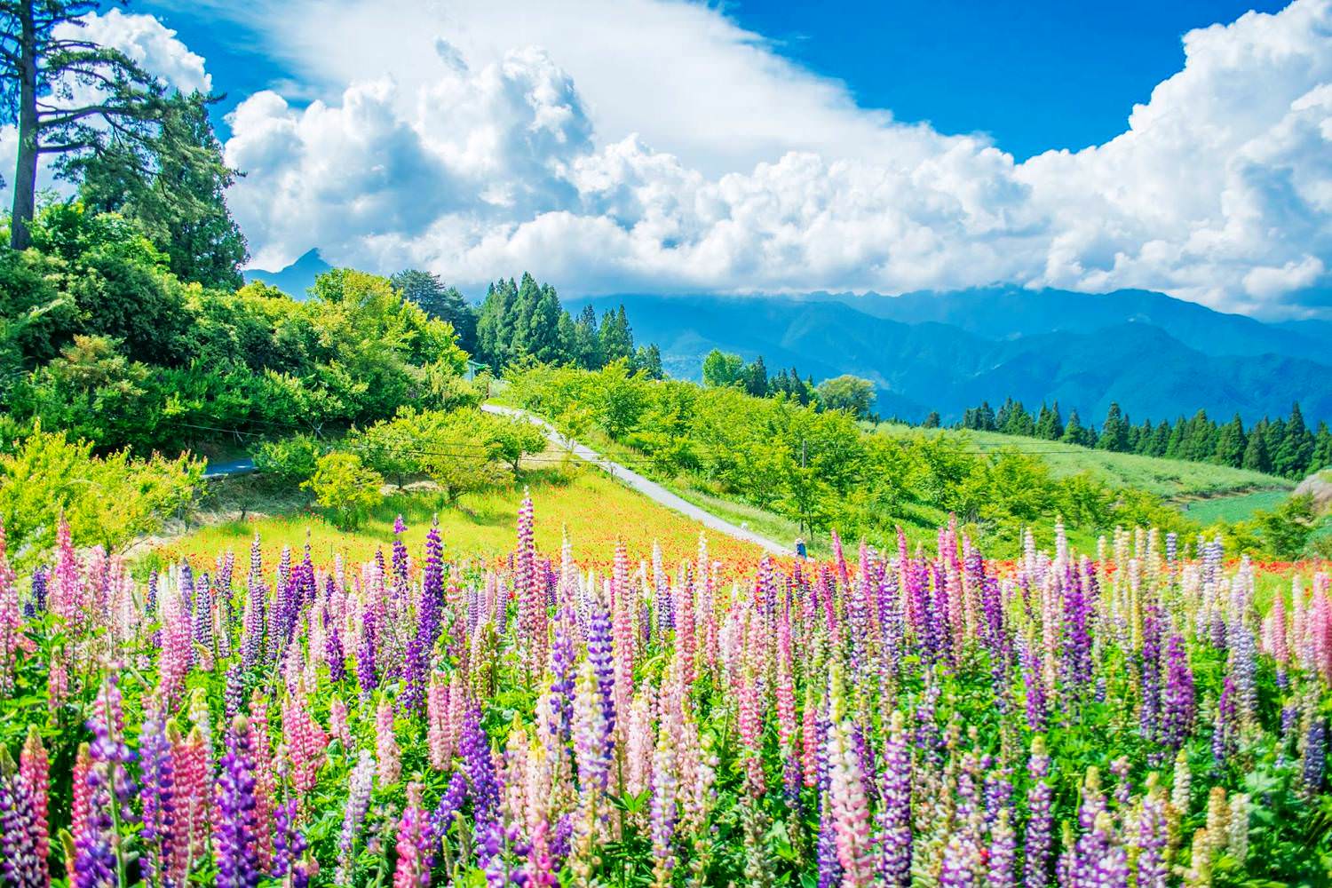 武陵農場.福壽山逍遙遊2日
