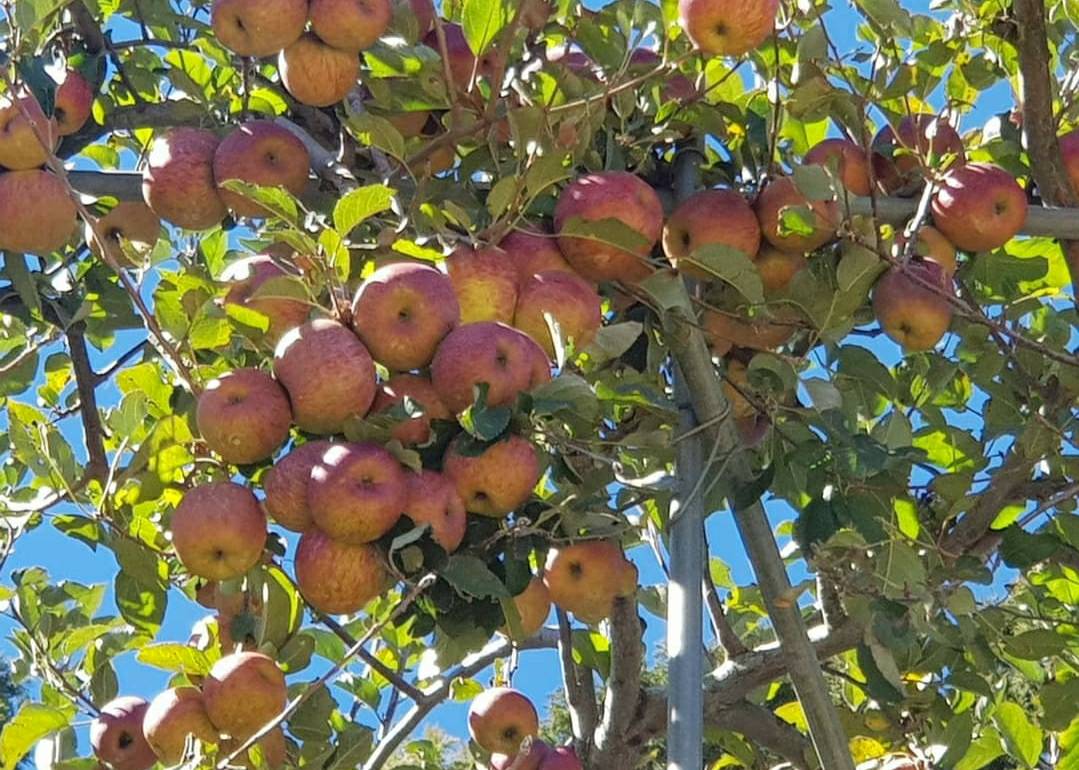 清境農場、合歡山、大禹嶺【蜜蘋果季】、埔里酒廠二日遊(平日)