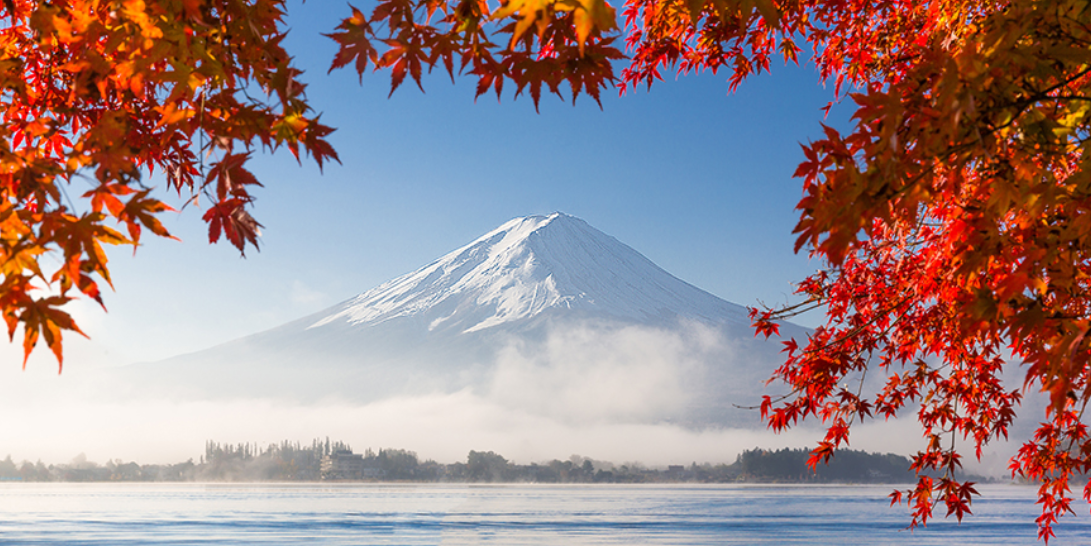 【河口湖紅葉祭．秋楓東京５日】明治神宮外苑銀杏、富士楓葉、夢幻波波草、箱根遊船、迪士尼
