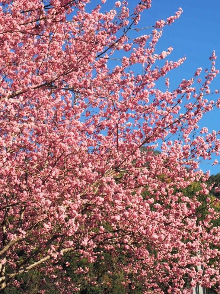 3/8-3/9（六、日）草坪頭玉山觀光茶園 日月潭遊湖二日遊