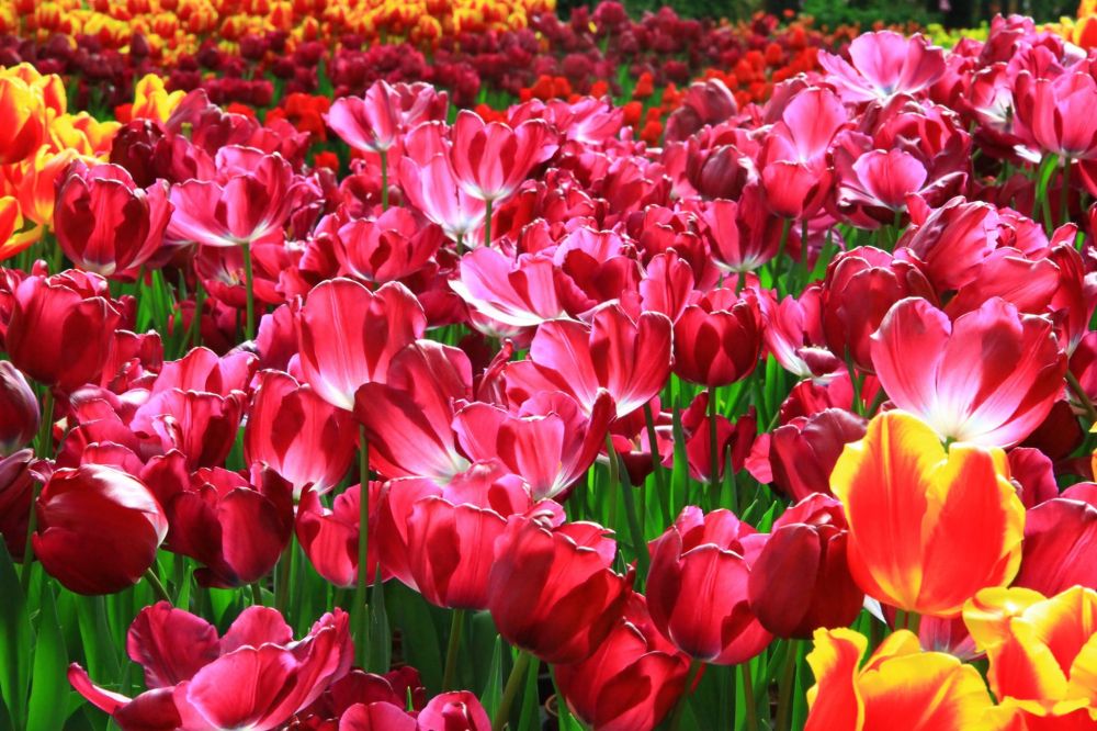 3/29-3/30（六、日）南投杉林溪森林園區 鹿谷麒麟潭水上步道二日