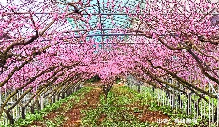 03/15-03/16(六、日) 梅峰春之饗宴二日遊