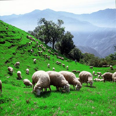 南投:清境農場、武界、HOHOCHA喝喝茶、鹿港老街三日遊