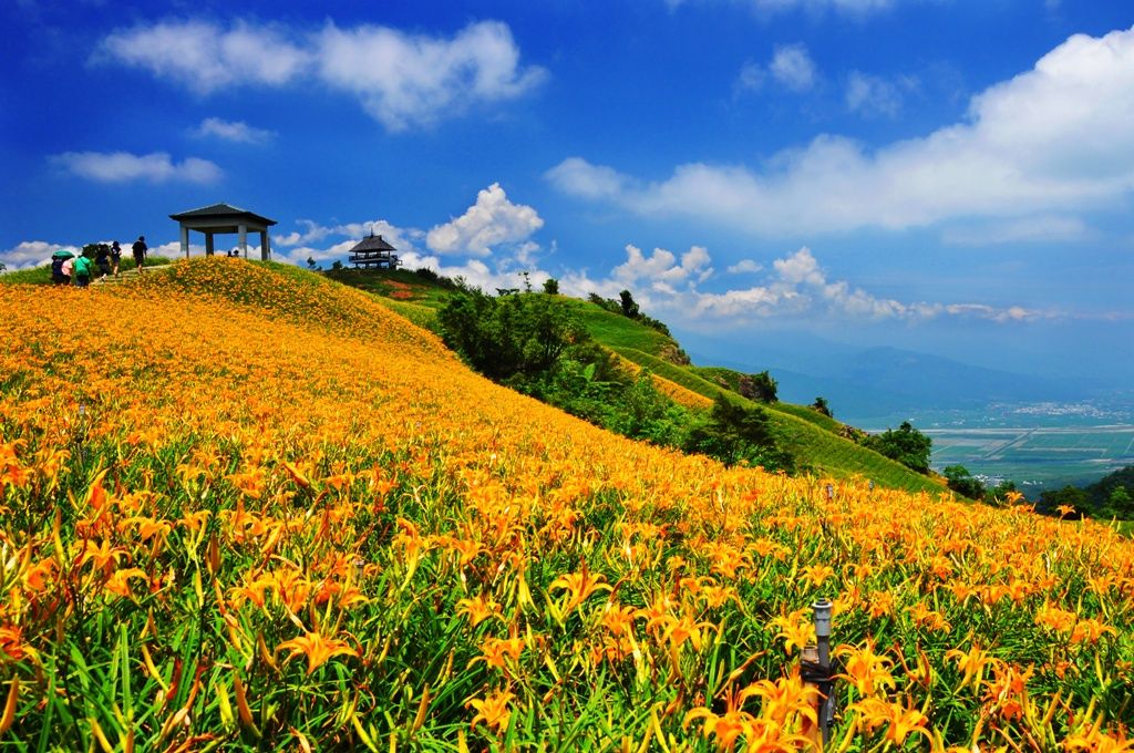 花蓮金針花季、台東池上拉拉車二日遊