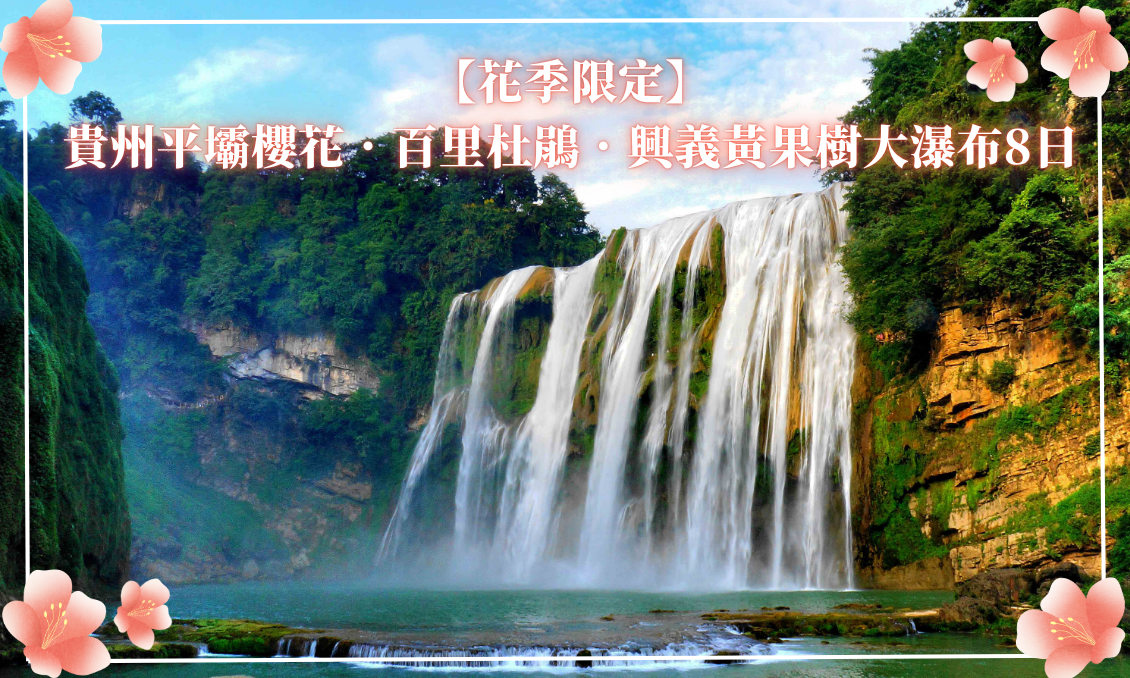 【花季限定】貴州平壩櫻花．百里杜鵑．興義黃果樹大瀑布8日