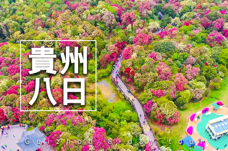 【自由行】4月絕美貴州百里杜鵑8日